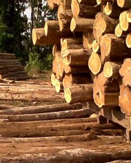 teak logs stacked